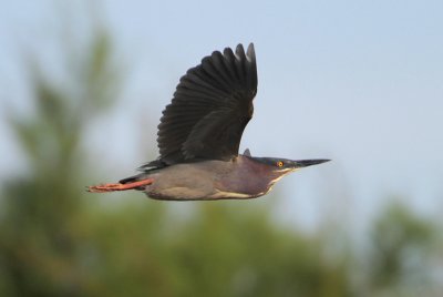 Green Heron