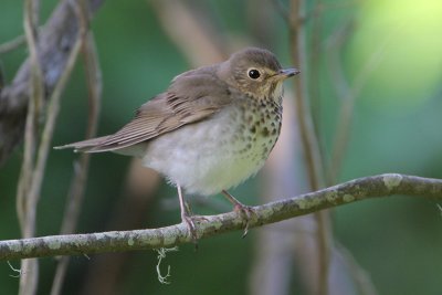 Swainson's Thrush