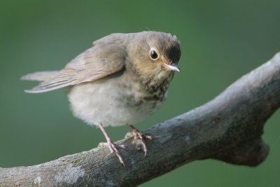 Swainson's Thrush