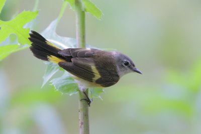 American Redstart