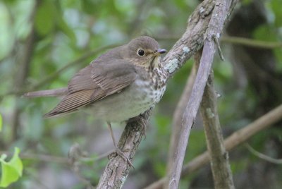 Swainson's Thrush