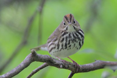 Ovenbird