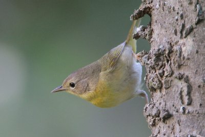 Common Yellowthroat