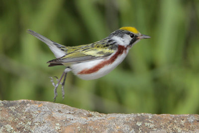 Chestnut-sided Warbler