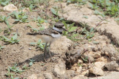 Killdeer