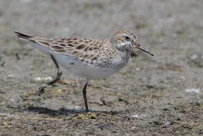 White-rumped Sandpiper