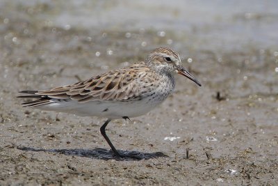 White-rumped Sandpiper