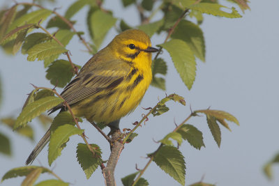 Prairie Warbler