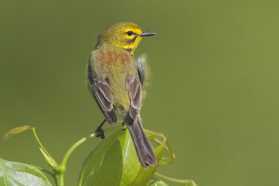 Prairie Warbler