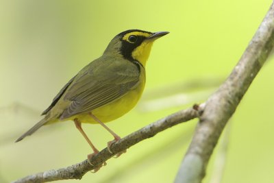 Kentucky Warbler