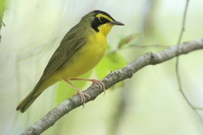 Kentucky Warbler