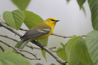 Blue-winged Warbler