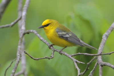 Blue-winged Warbler