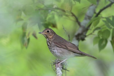 Swainson's Thrush