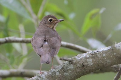 Swainson's Thrush