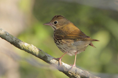 Ovenbird