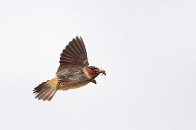 Cliff Swallow