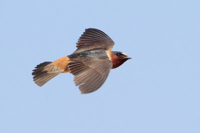 Cliff Swallow