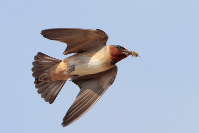 Cliff Swallow