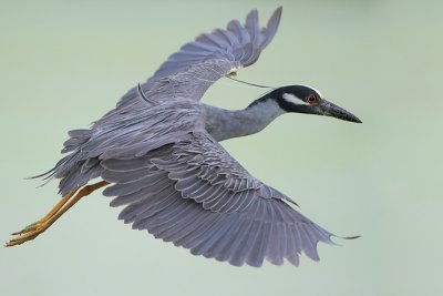 Yellow-crowned Night-Heron