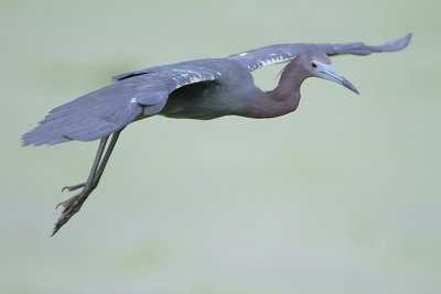 Little Blue Heron