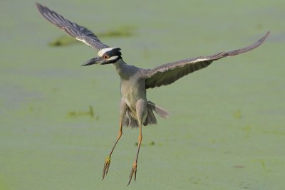 Yellow-crowned Night-Heron