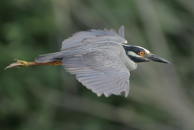 Yellow-crowned Night-Heron