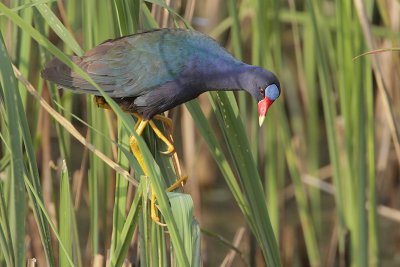 Purple Gallinule