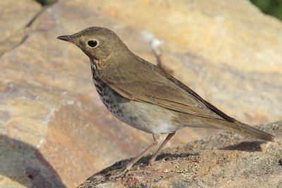 Swainson's Thrush