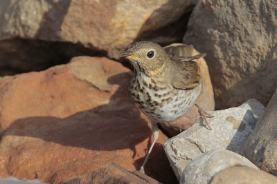 Swainson's Thrush