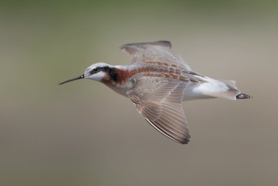 Wilson's Phalarope