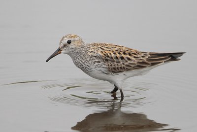 White-rumped Sandpiper