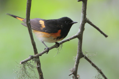 American Redstart