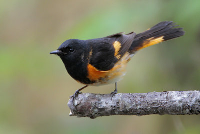 American Redstart