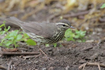 Northern Waterthrush