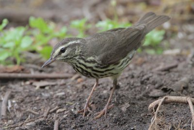 Northern Waterthrush