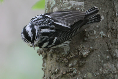 Black-and-white Warbler