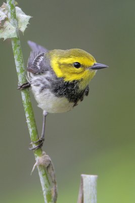 Black-throated  Green Warbler