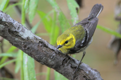 Black-throated Green Warbler