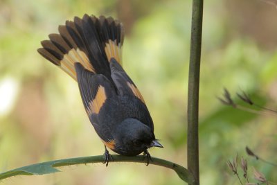 American Redstart