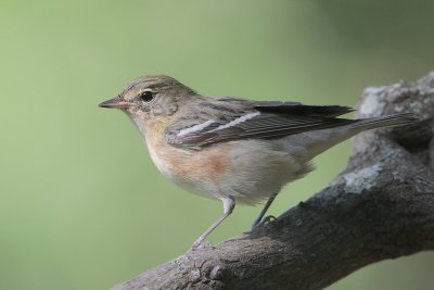 Bay-breasted Warbler