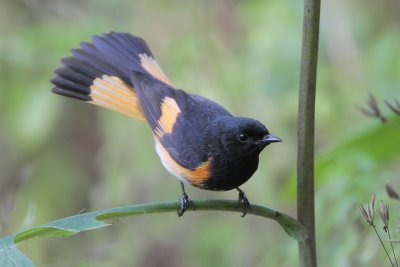 American Redstart