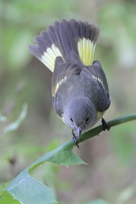 American Redstart