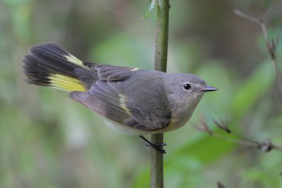 American Redstart