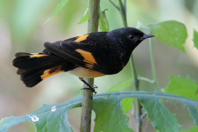 American Redstart