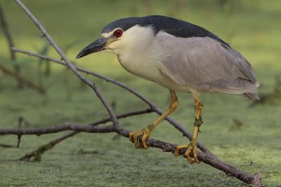 Black-crowned Night-Heron