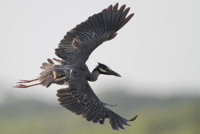 Yellow-crowned Night-Heron