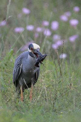 Yellow-crowned Night-Heron