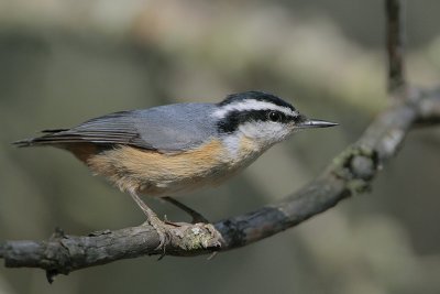 Red-breasted Nuthatch