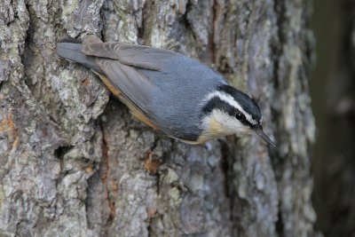 Red-breasted Nuthatch